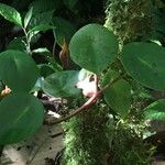 Peperomia peltilimba その他の提案