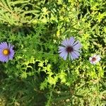 Symphyotrichum oblongifolium Flower