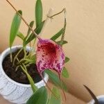 Masdevallia infracta फूल
