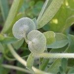 Anthyllis circinnata 果実