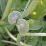 Anthyllis circinnata Fruit