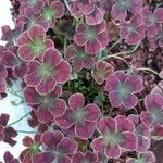 Oxalis purpurea Folha