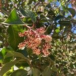 Rhus ovata Flower