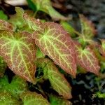 Epimedium alpinum Fuelha