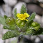 Hemizonella minima Flower