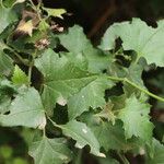 Senecio deltoideus Φύλλο