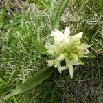 Dactylorhiza sambucina Хабит