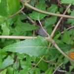 Canarina canariensis Leht