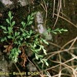 Asplenium x alternifolium その他の提案