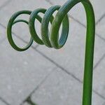 Albuca spiralis Outro