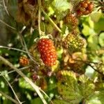 Rubus ferocior Плід