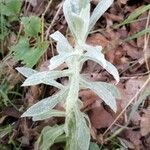 Artemisia ludoviciana ഇല