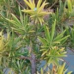 Podocarpus macrophyllus 整株植物