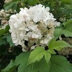 Viburnum macrocephalumFlower