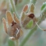 Chaenorhinum origanifolium Frukto