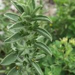 Sideritis montana List