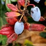 Berberis gagnepainii Frukt