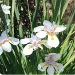 Dietes grandiflora花