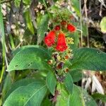 Kohleria spicata Kvet