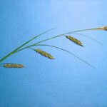 Carex cherokeensis Hábito