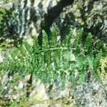 Asplenium foreziense Fuelha