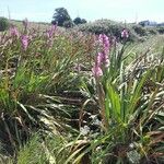 Watsonia borbonica Habitus