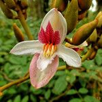 Duparquetia orchidacea Flor