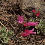 Penstemon rupicola Hábito