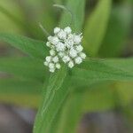 Eupatorium perfoliatum Blüte