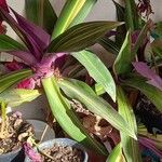 Tradescantia spathacea ഇല