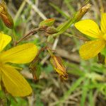Hypericum australe Flower