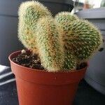 Weberbauerocereus winterianus Hoja