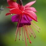 Fuchsia × standishii Çiçek