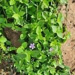 Ruellia prostrata Pokrój