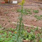 Solidago chilensis ᱵᱟᱦᱟ