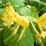 Lonicera hirsuta Blüte
