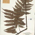 Cyathea cyatheoides Folla