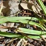 Herbertia lahue Leaf