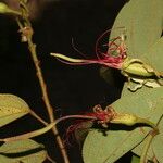 Bauhinia ungulata Blüte