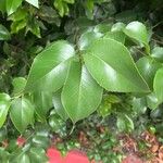Prunus ilicifolia ഇല