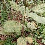 Iryanthera juruensis Leaf