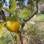 Citrus × aurantiifolia Frucht