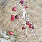 Crataegus laciniata Плод