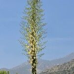 Hesperoyucca whipplei Λουλούδι