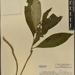 Rauvolfia serpentina 其他