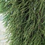 Sequoiadendron giganteum পাতা