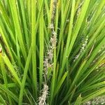 Lomandra longifolia Flor