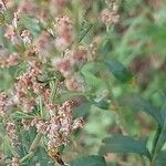 Artemisia verlotiorum Fleur