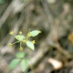 Thaspium trifoliatum Blüte