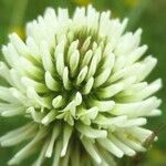 Trifolium montanum Flower